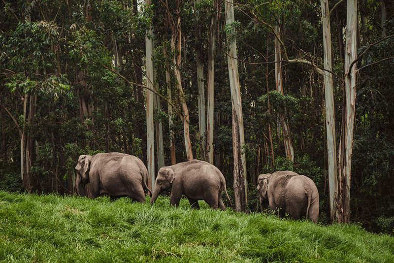 Elephants in Munnar